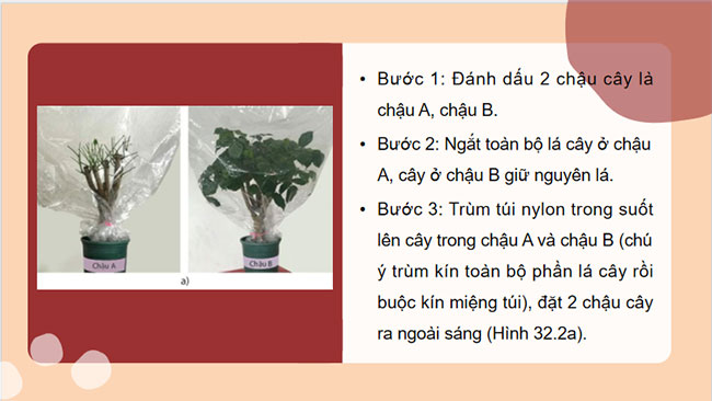 PowerPoint KHTN 7 Bài 32