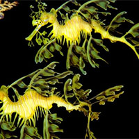 PowerPoint Khoa học tự nhiên 7 Bài 33: Cảm ứng ở sinh vật và tập tính ở động vật