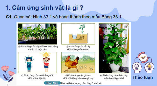 PowerPoint KHTN 7 Bài 33