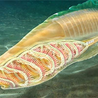 PowerPoint Khoa học tự nhiên 7 Bài 34: Vận dụng hiện tượng cảm ứng ở sinh vật vào thực tiễn