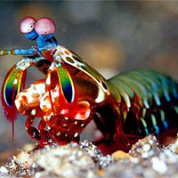 PowerPoint Khoa học tự nhiên 7 Bài 35: Thực hành Cảm ứng ở sinh vật