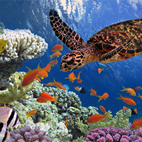 PowerPoint Khoa học tự nhiên 7 Bài 36: Khái quát về sinh trưởng và phát triển ở sinh vật