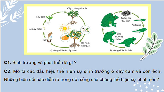 PowerPoint KHTN 7 Bài 36