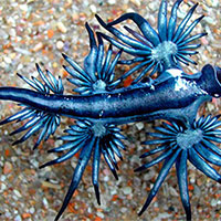 PowerPoint Khoa học tự nhiên 7 Bài 37: Ứng dụng sinh trưởng và phát triển ở sinh vật vào thực tiễn