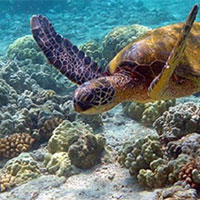 PowerPoint Khoa học tự nhiên 7 Bài 38: Thực hành Quan sát, mô tả sự sinh trưởng và phát triển ở một số sinh vật