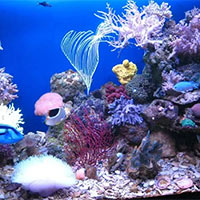 PowerPoint Khoa học 5 Ôn tập chủ đề Sinh vật và môi trường