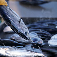 PowerPoint Công nghệ 7 Bài 14: Giới thiệu về thủy sản