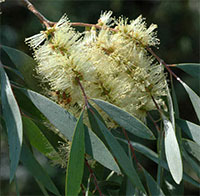 PowerPoint Ngữ Văn 10 Bài 7: Đi trong hương tràm