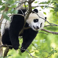 PowerPoint Công nghệ 7 Bài 10: Nuôi dưỡng và chăm sóc vật nuôi