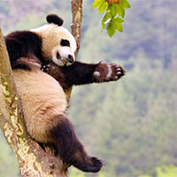 PowerPoint Công nghệ 7 Bài 11: Phòng và trị bệnh cho vật nuôi