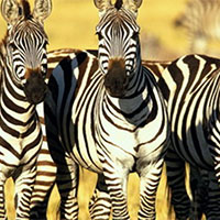 PowerPoint Công nghệ 7 Bài 12: Chăn nuôi gà thịt trong nông hộ