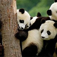 PowerPoint Công nghệ 7 Bài 13: Lập kế hoạch nuôi vật nuôi trong gia đình