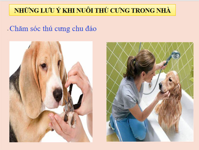 Lập kế hoạch nuôi vật nuôi trong gia đình