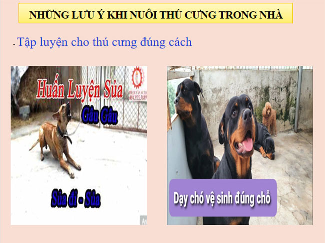 Lập kế hoạch nuôi vật nuôi trong gia đình