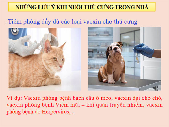Lập kế hoạch nuôi vật nuôi trong gia đình