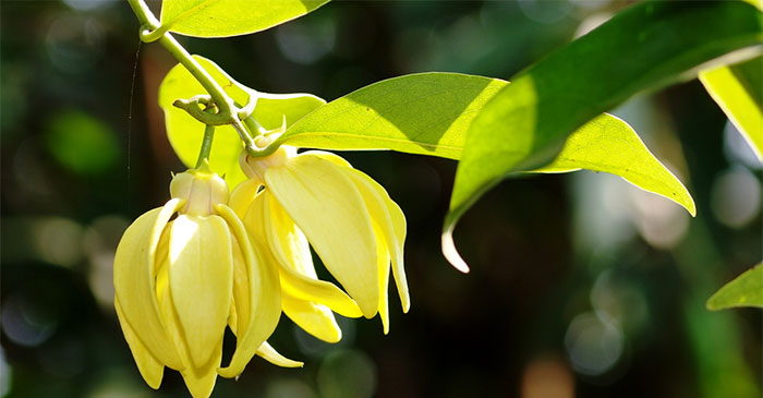 Truyện ngắn Dưới bóng hoàng lan