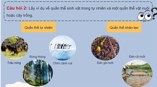 Quần thể sinh vật