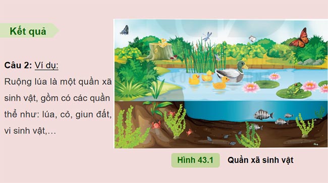 Quần xã sinh vật