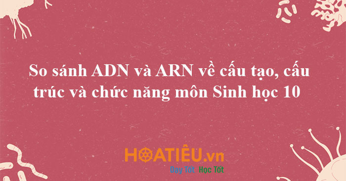So sánh ADN và ARN về cấu tạo, cấu trúc và chức năng môn Sinh học 10