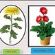 Giáo án mầm non: Tìm hiểu 1 số loại hoa