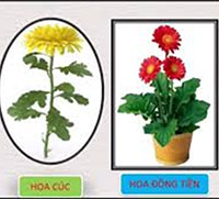 Giáo án mầm non: Tìm hiểu 1 số loại hoa