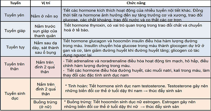 Hệ nội tiết ở người