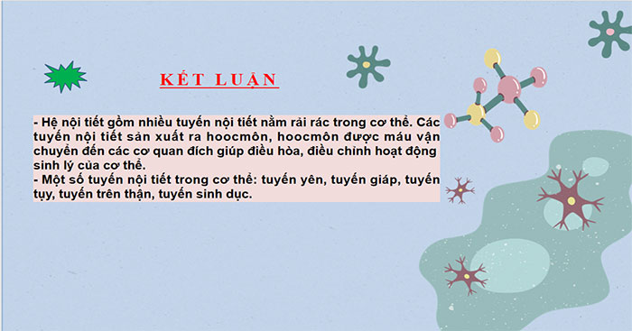 Hệ nội tiết ở người