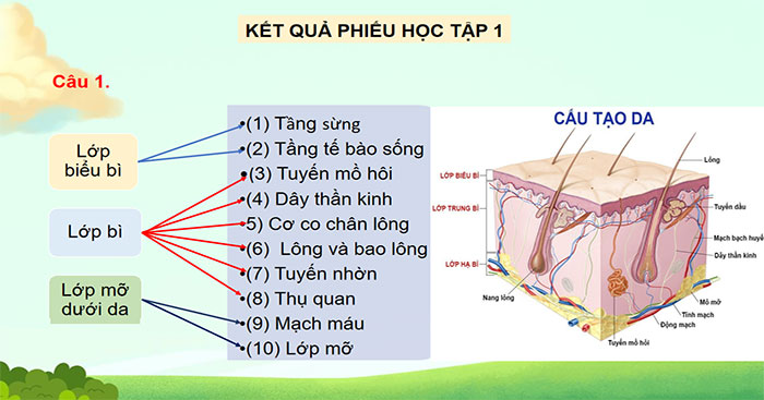 Da và điều hòa thân nhiệt ở người