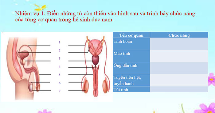 Sinh sản ở người