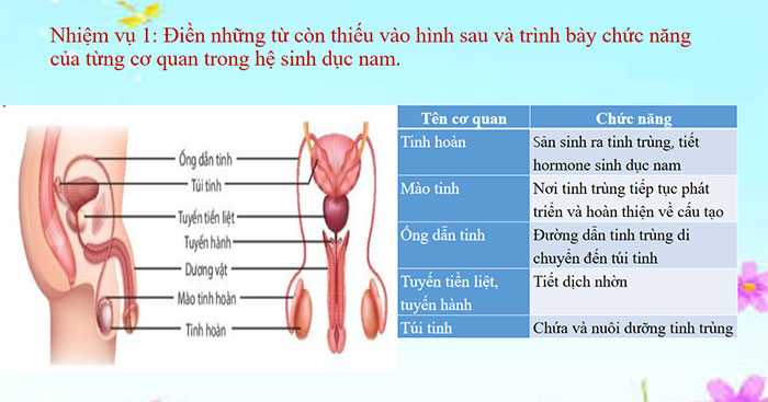Sinh sản ở người