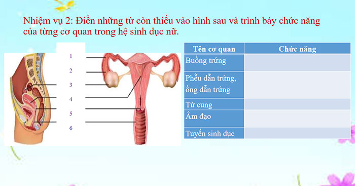 Sinh sản ở người