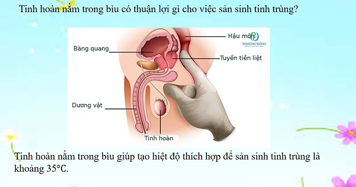 Sinh sản ở người