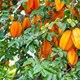Giáo án mầm non: Khám phá quả cam, quả khế