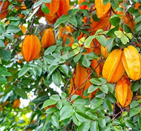 Giáo án mầm non: Khám phá quả cam, quả khế