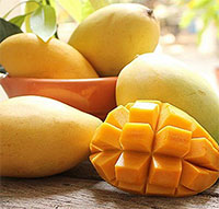 Giáo án mầm non: Tìm hiểu quả xoài - quả cam