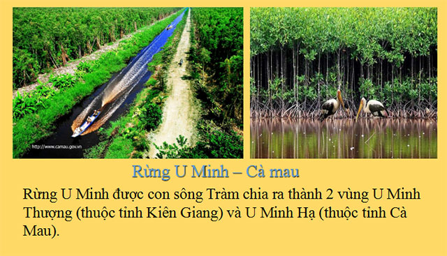 Giới thiệu chung về rừng