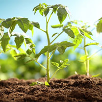 PowerPoint Khoa học 5 Bài 14: Sự lớn lên và phát triển của thực vật