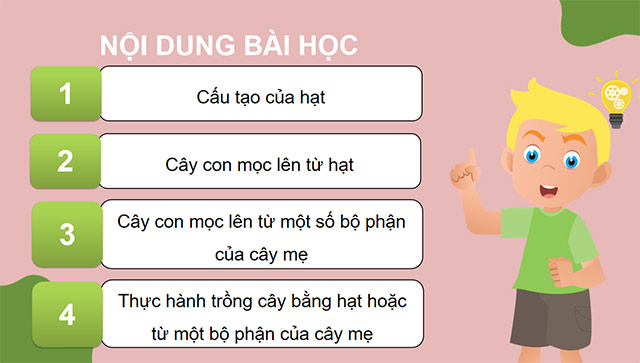 PowerPoint Sự lớn lên và phát triển của thực vật