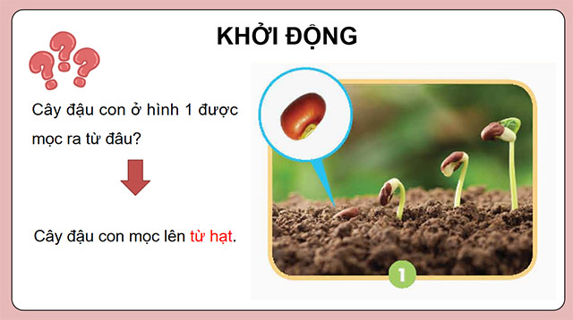 PowerPoint Sự lớn lên và phát triển của thực vật