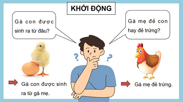 PowerPoint Sự sinh sản của động vật