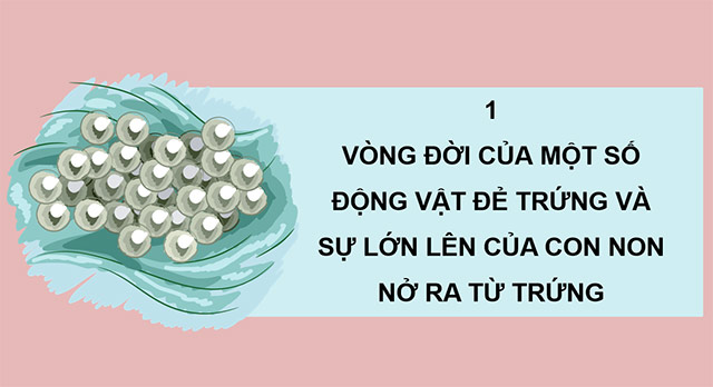 PowerPoint Sự lớn lên và phát triển của động vật