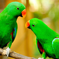 PowerPoint Khoa học 5 Bài 17: Ôn tập chủ đề Thực vật và động vật