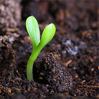 PowerPoint Khoa học 5 Bài 1: Thành phần và vai trò của đất