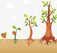 Giáo án mầm non: Sự phát triển của cây từ hạt