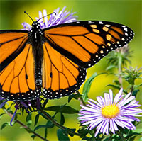 Giáo án mầm non: Tìm hiểu về loài bướm