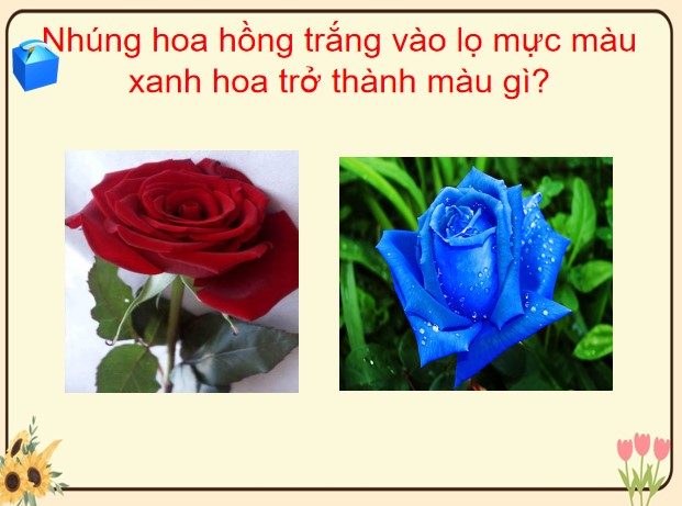 PPT câu hỏi Rung chuông vàng về các loài hoa