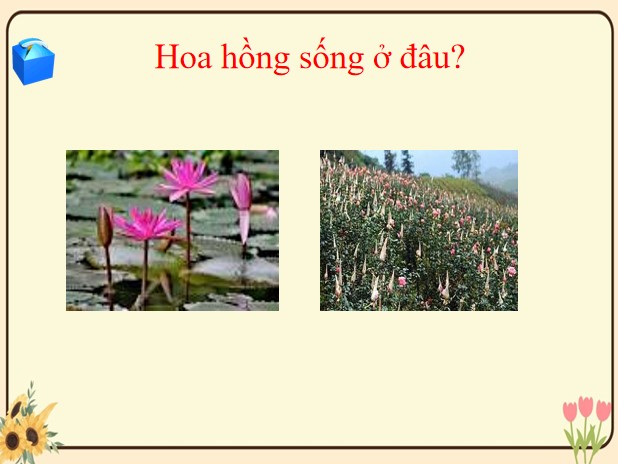 PPT câu hỏi Rung chuông vàng về các loài hoa