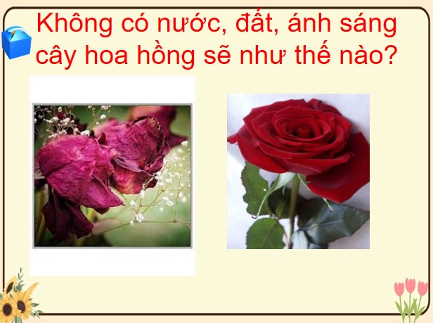 PPT câu hỏi Rung chuông vàng về các loài hoa