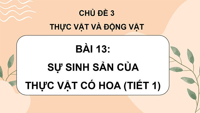 PowerPoint Sự sinh sản của thực vật có hoa