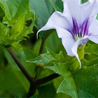 PowerPoint Khoa học 5 Bài 13: Sự sinh sản của thực vật có hoa